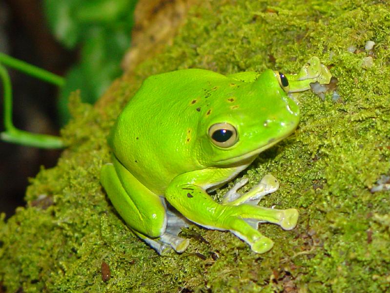 VIVARIUM-Chinesischer Riesenfrosch.JPG